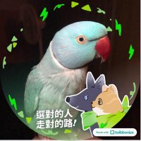 大聖王✨膠shi桃on白🦜肉雞重生日記(@Shi987i997on) 's Twitter Profile Photo