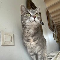Lili Cat (@7ilicat) 's Twitter Profile