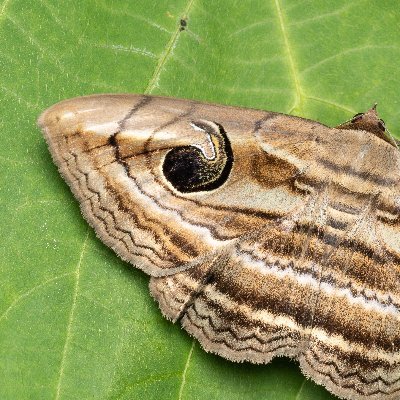 korean_moth Profile Picture