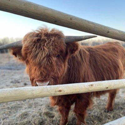 Raising a small Highland Fold in Alberta. Sustainably and off grid.