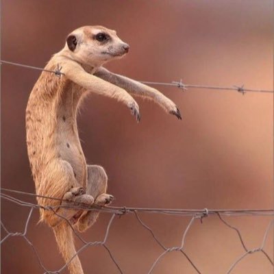 paradigmshift22's profile picture. 💫love, joy, peace, patience, kindness, goodness, faithfulness, gentleness, and self-control; and here there is no conflict. Pure Synergy - Harmony in Bloom.💫