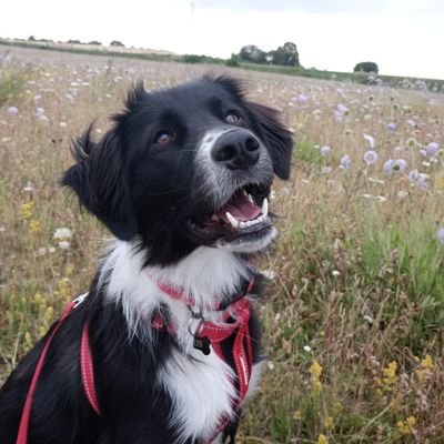 Hello friends! I used to live on the streets of Romania but I am living my best life in Norfolk. 🐾 I'm a Border Collie Cross (scared of sheep 🐑)