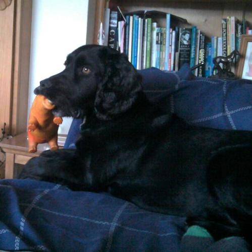 adognamedTheo's profile picture. 4 year old springer cross labrador. Likes:People, Squeaky Toys and swimming. Dislikes:Cats,birds and fireworks