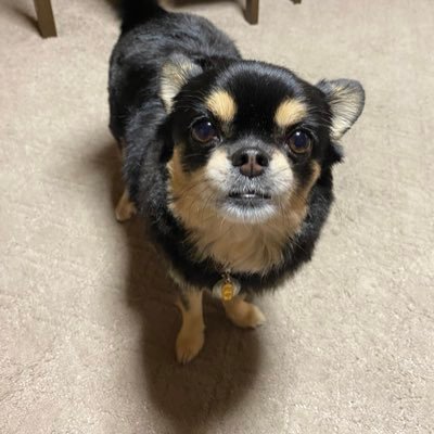 HanaNoririn's profile picture. 