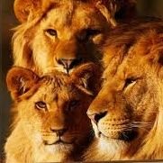 LOVEBRASIL23's profile picture. Não se deixem vencer pelo mal, mas vençam o mal com o bem.
Romanos 12:21