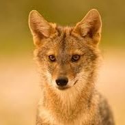 berkay (@piyares) Twitter profile photo