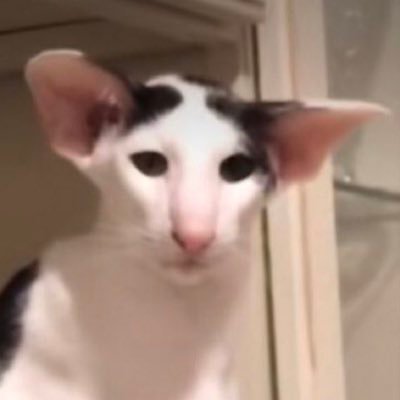 nightcorefs's profile picture. hate it here