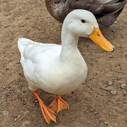 Quack! Quack! Quacccccck!- translates to..nothing I say is financial advice.