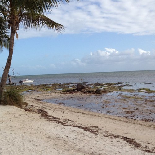 Mother, Mother Ocean, I have heard your call - Jimmy Buffett