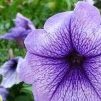 Sandra Raney - @PrettyPetunias Twitter Profile Photo