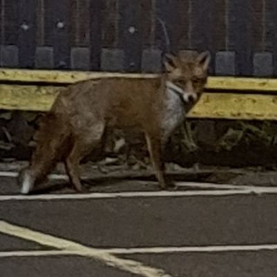 Police Inspector. informative & annoying or inspirational  depending on who you talk to.   Told I looked like a dangerous corporal. loves foxes.  GSTK