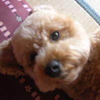 Light Family Hiro (@lightfamilyhir0) 's Twitter Profile