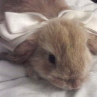 bunnie(@bunreadz) 's Twitter Profile Photo