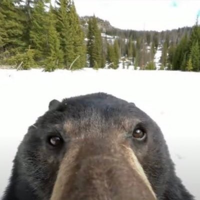 PonziInvestor's profile picture. shit poster  | rerard | liquidated irl