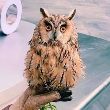 guanchixian's profile picture. 真是美味！