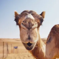 emotional support camel (@doritoeubanks) 's Twitter Profile Photo emotional support camel (@doritoeubanks) 's Twitter Profile Photo