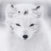 NPC (@npc666npc) Twitter profile photo NPC (@npc666npc) Twitter profile photo