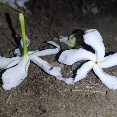 a mother
AnjuMan
हावा ~~~~
चिया पारखी ☕
बटारिएकी !
अधर्मी !
बायोमा लेख्ने गरी व्यहोरा गतिलो छैन मेरो !