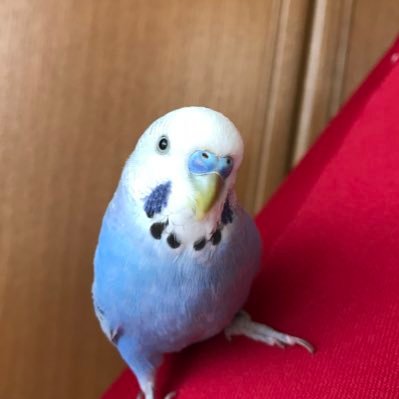 セキセイインコ8歳「ぽてとくん」です。 11月24日虹の橋を渡りました。