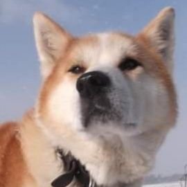 Ｑたま ☮️さんのプロフィール画像