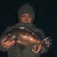 疑似餌放浪漫 (@shaku_mebarist) 's Twitter Profile Photo