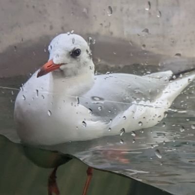 よおらったさんのプロフィール画像