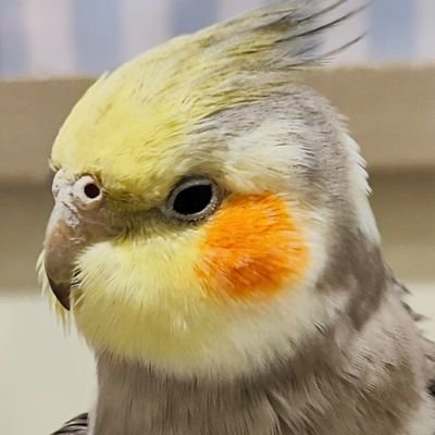 2020年12月、37歳で乳がんステージ4、突然の余命2ヶ月宣告🦜ルミナルA~B、Ki-67は23% 🦜アバスチン+パクリタキセル➡ベージニオ+ホルモン療法➡カペシタビン🦜1ヶ月おきにゾメタ🦜独身、うつ病🦜生活保護🦜欲しいものリストからご支援いただけると励みになります🙏🦜