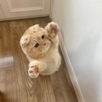ko hola ta (@khaekoho) 's Twitter Profile