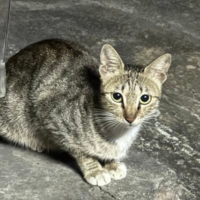 SekaiKaino's profile picture. 