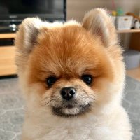 秋田 小町 (@akitapome) 's Twitter Profile Photo 秋田 小町 (@akitapome) 's Twitter Profile Photo