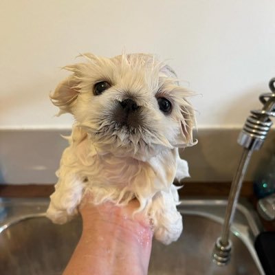 ferretfacts_'s profile picture. priv