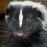 DefinedSkunk's profile picture. Just my alt and where I talk about different stuff
