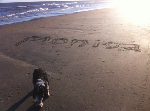 monicaJOYmartin's profile picture. finding joy