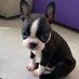boston terrier. (@bostonterr84557) Twitter profile photo boston terrier. (@bostonterr84557) Twitter profile photo