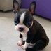 boston terrier. (@bostonterr84557) Twitter profile photo