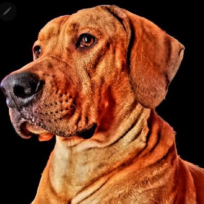 Chapdog6's profile picture.