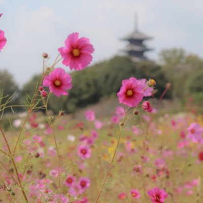 お散歩写真👣 ウォーキング中やお出かけの時に撮った空、花、風景とかそういうのが多めです✩.*˚