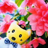 ぼりす (@fuwawaimpact) 's Twitter Profile Photo ぼりす (@fuwawaimpact) 's Twitter Profile Photo