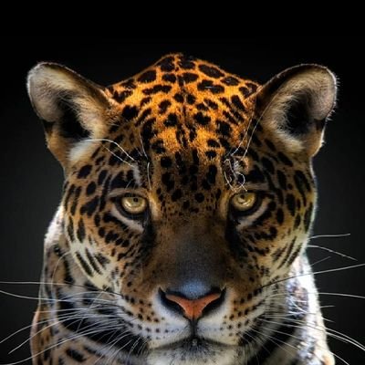 jaguarfx