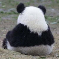 ぱんだぱん🐼 (@pandapan_dadada) 's Twitter Profile