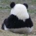 ぱんだぱん🐼 (@pandapan_dadada) Twitter profile photo ぱんだぱん🐼 (@pandapan_dadada) Twitter profile photo