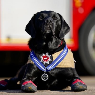 Black Labradors Loki (working) & Reqs (now retired) assisting Hertfordshire Fire & Rescue Service to identify the cause of fires 🔥🔥🔥