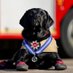 Fire Investigation Dogs Loki & Reqs (@HertsFireDog) Twitter profile photo