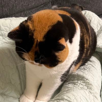 kaoun10's profile picture. 