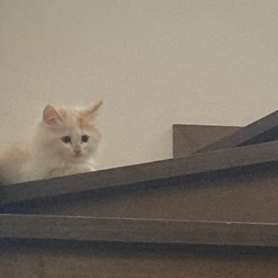 WXbT9fJkYLcENDC's profile picture. 🍼／⚖️