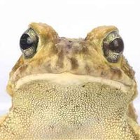 Bufus π (@bufusreg) 's Twitter Profile