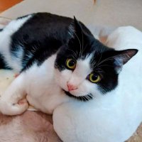 保護猫 ᓚᘏᗢ エル ฅ いいね制限中 (@catsabanyan) Twitter profile photo