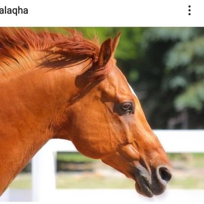 Exhale the bullsh*t! Just ride a horse or eat chocolate.
@AQHA proud 🐎
🟧  @MarchForOurLives
#VoteBLUE
my profile pic changes frequently
 Yes,that's my horse