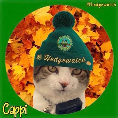 catcappi1 Profile Picture