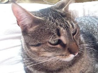 norasanchez69's profile picture. Periodista. Aficionada a la música, los viajes y la bicicleta. Amo a los gatos. Y creo que todo ser humano debe ejercer el pensamiento crítico.